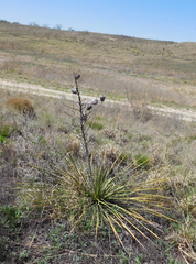 Yucca campestris