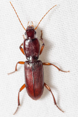 Stenomorphus californicus