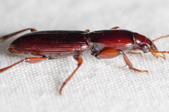 Stenomorphus californicus