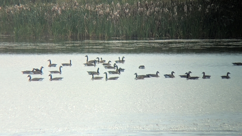Canada Goose