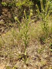 Lithospermum virginianum