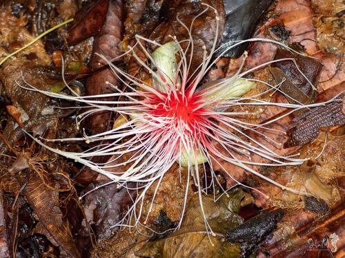 Planchonia valida observed 2026-07-28