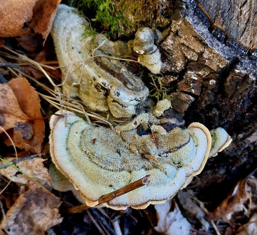Mossy Maze Polypore