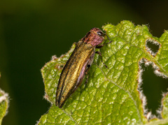 Agrilus viridis