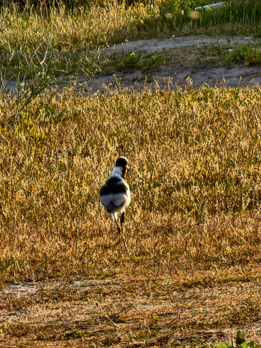 iNaturalist image