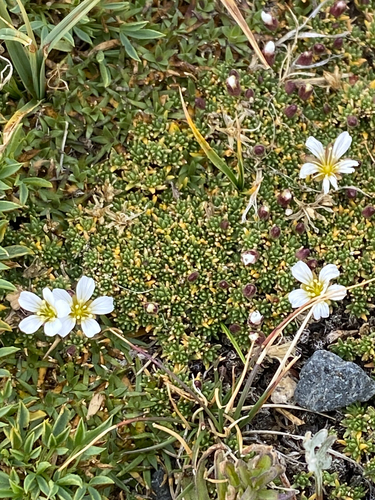 Cherleria obtusiloba, 2026-09-05