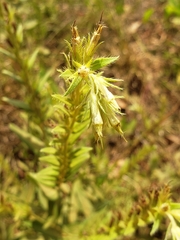 Lithospermum virginianum