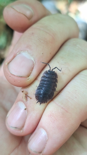 Arched Woodlouse