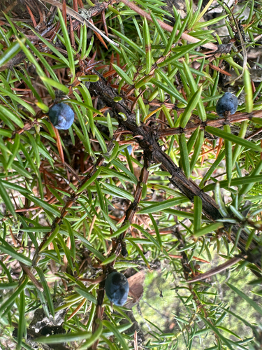 common juniper