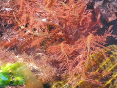 Cumathamnion decipiens