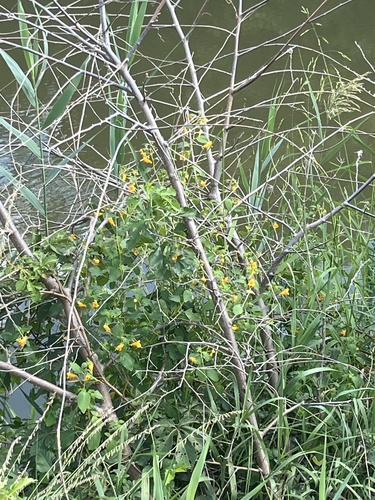 common jewelweed