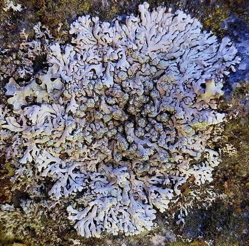 Blue-gray Rosette Lichen