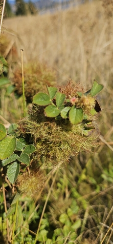 Mossy Rose Gall Wasp