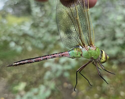 Common Green Darner