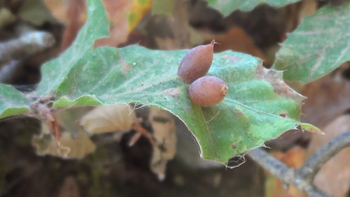 Beech Gall Midge