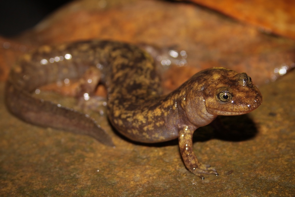 Northern Shovel-nosed Salamander