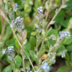 Myosotis stricta