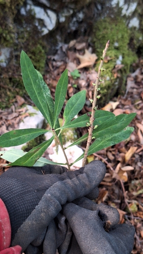 Mezereon