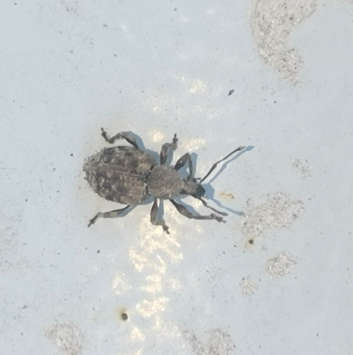 Otiorhynchus carinatopunctatus