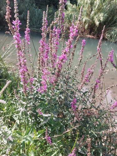 purple loosestrife
