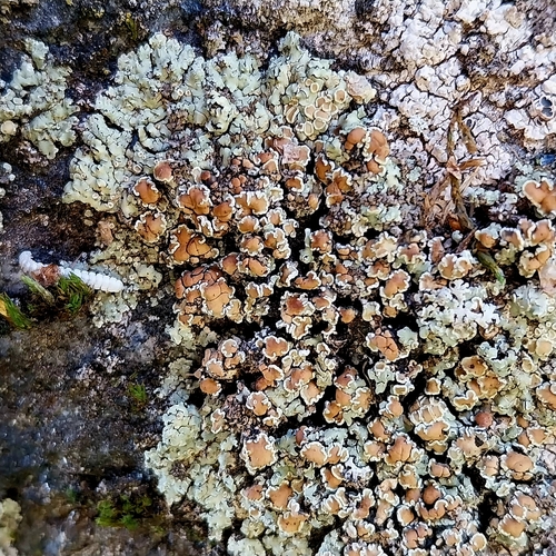 Stonewall Rim Lichen