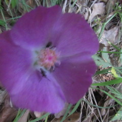 Callirhoe involucrata