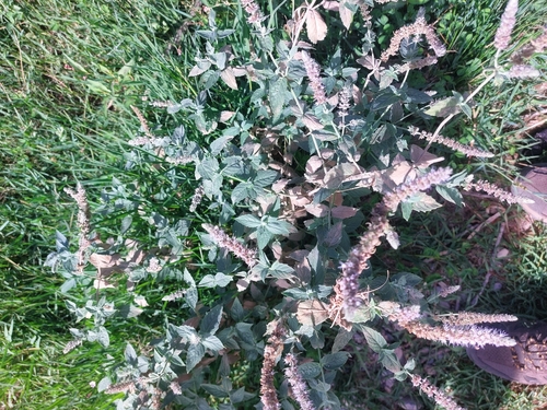 Horse Mint