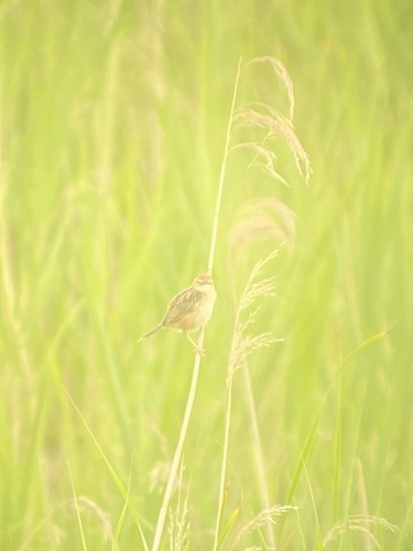 Zitting Cisticola, Meijendel and Berkheide, Wassenaar, South Holland, NL, photo 10 of 10