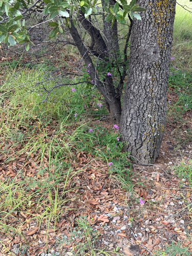 Desmodium batocaulon, photograph 3