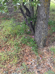 Desmodium batocaulon, photograph (c) CK2AZ, some rights reserved (CC BY)