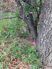 Desmodium batocaulon, photograph (c) CK2AZ, some rights reserved (CC BY)