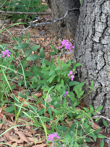 Desmodium batocaulon, photograph 1