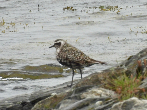 iNaturalist image