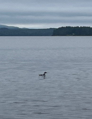Marbled Murrelet