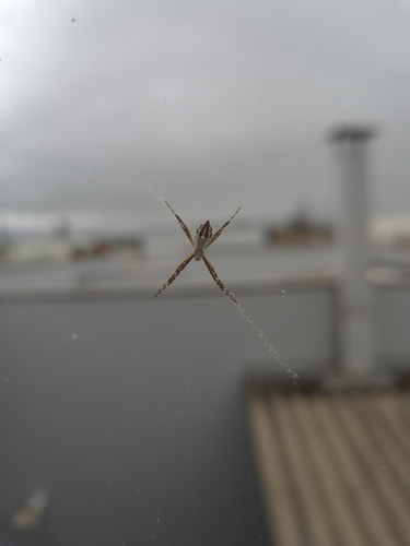 Silver Garden Orbweaver