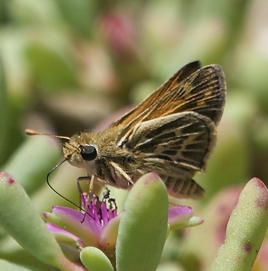 Sandhill Skipper