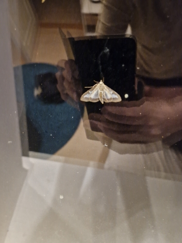 Box Tree Moth