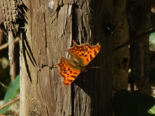 European Comma