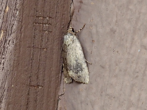 American Copper Underwing