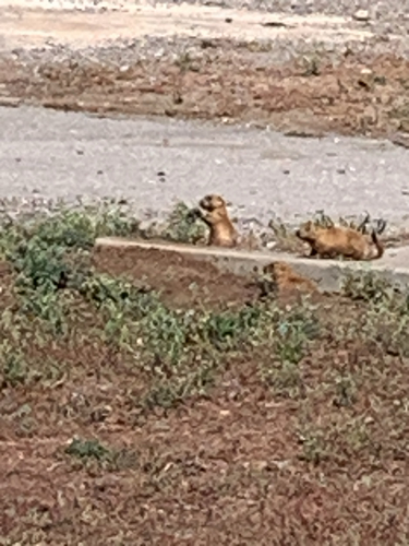 Black-tailed Prairie Dog