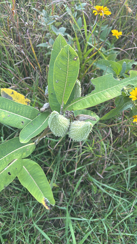 common milkweed