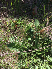 Taraxacum officinale