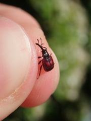 Tatianaerhynchites aequatus