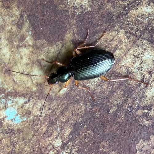 Agonum extensicolle