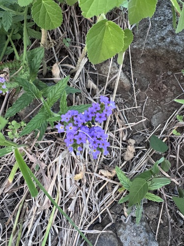 Heliotropium amplexicaule observed 2026-09-05