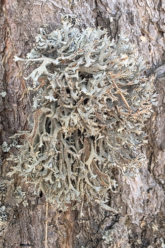 tree moss