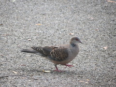 Streptopelia orientalis