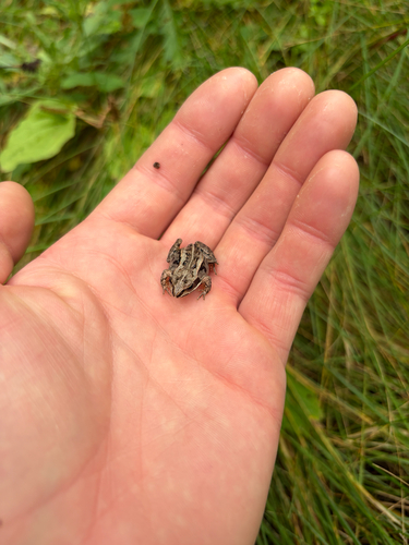 Wood Frog
