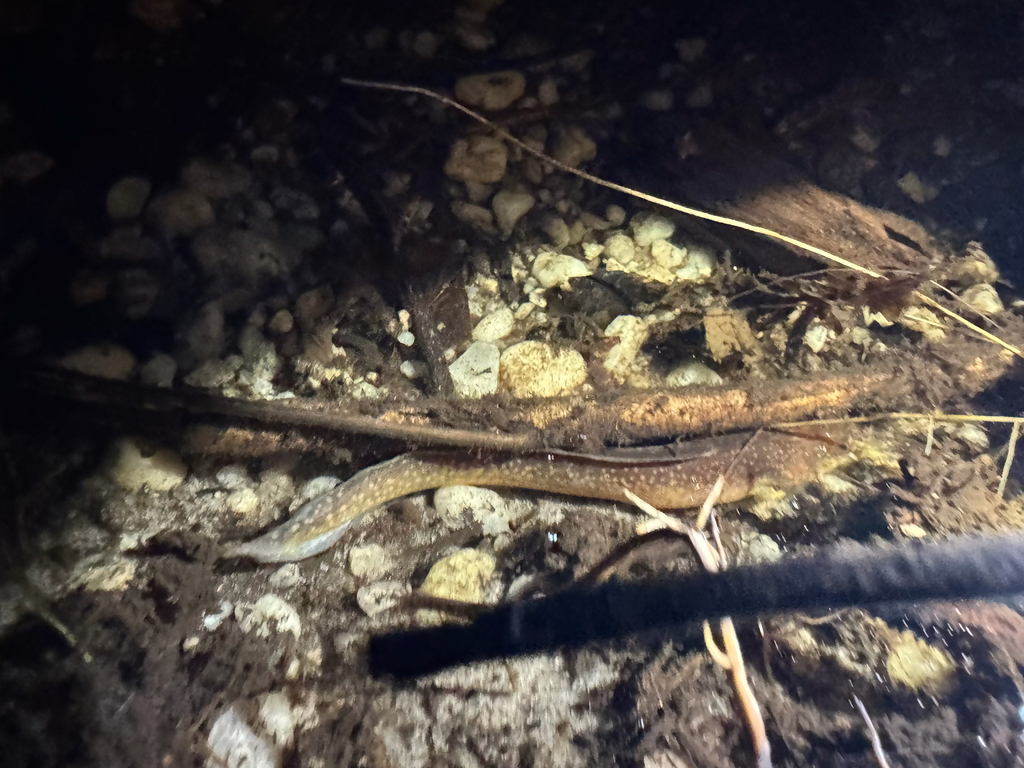 Clariallabes variabilis