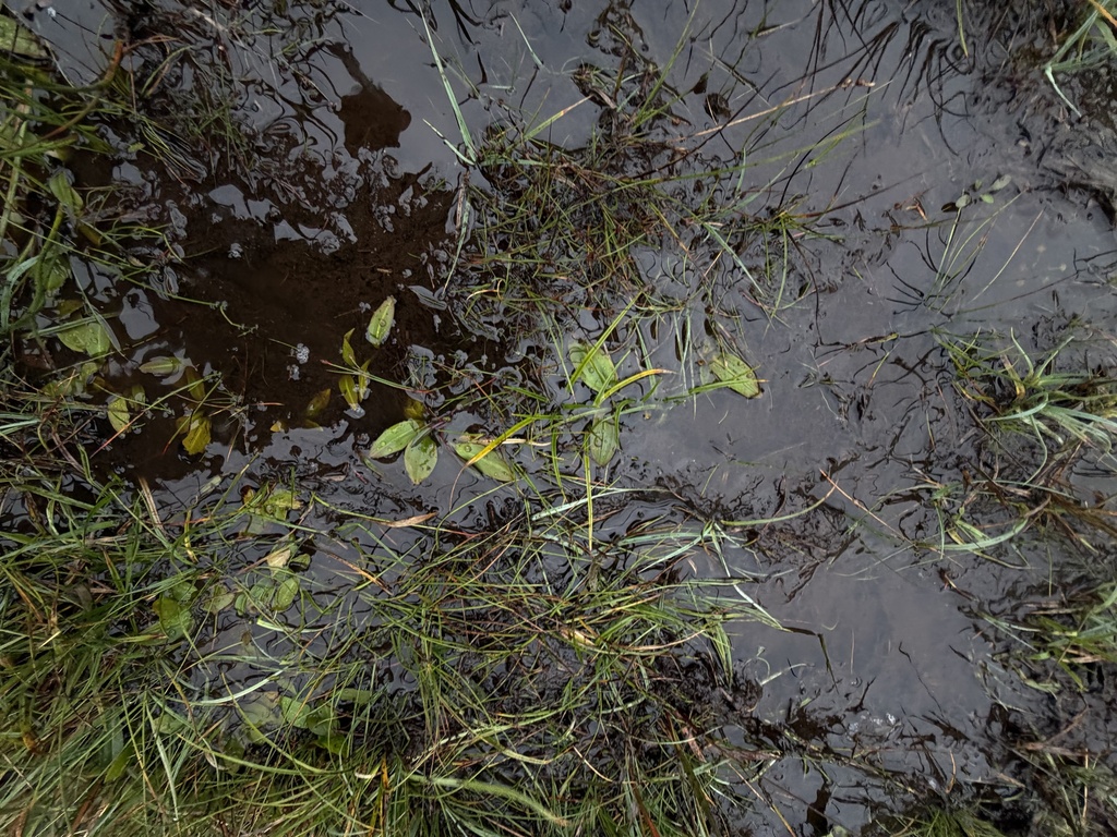Potamogeton polygonifolius; photograph (c) Ewan Shilland, some rights reserved (CC BY)